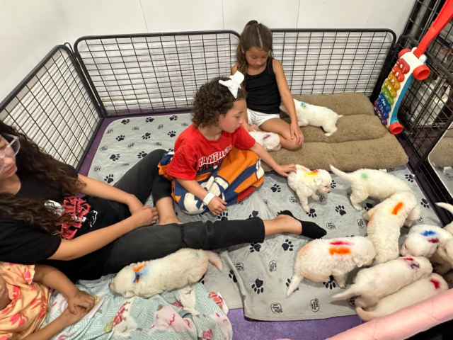 Child Socialization for Maremma Sheepdogs: Why It’s Crucial for Family Farms