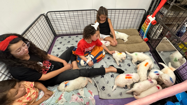 Child Socialization for Maremma Sheepdogs: Why It’s Crucial for Family Farms