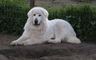 Livestock Guardian Dog Socialization: Meet Genevieve, the Maremma Mentor Who Perfects Every Puppy’s Education