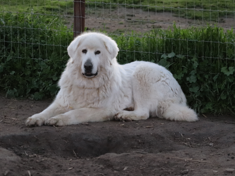Livestock Guardian Dog Socialization: Meet Genevieve, the Maremma Mentor Who Perfects Every Puppy’s Education