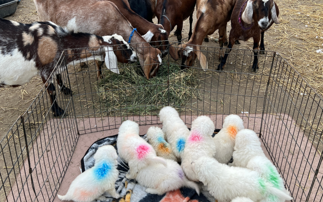 Livestock Integration for Maremma Sheepdog Puppies: From Observation to Interaction