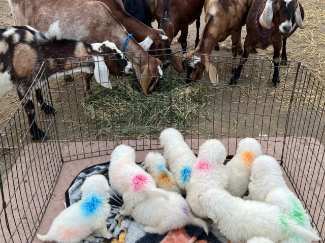 Livestock Integration for Maremma Sheepdog Puppies: From Observation to Interaction