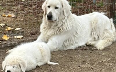 Meet the 9-year-old who perfects every puppy’s education 👵🐕