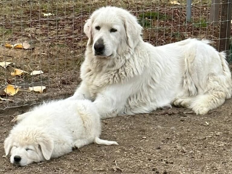 Meet the 9-year-old who perfects every puppy’s education 👵🐕