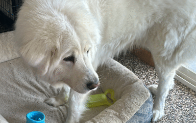 Toppl Dog Toy Review (2025): Better Than Kong for Maremmas and Livestock Guardian Dogs