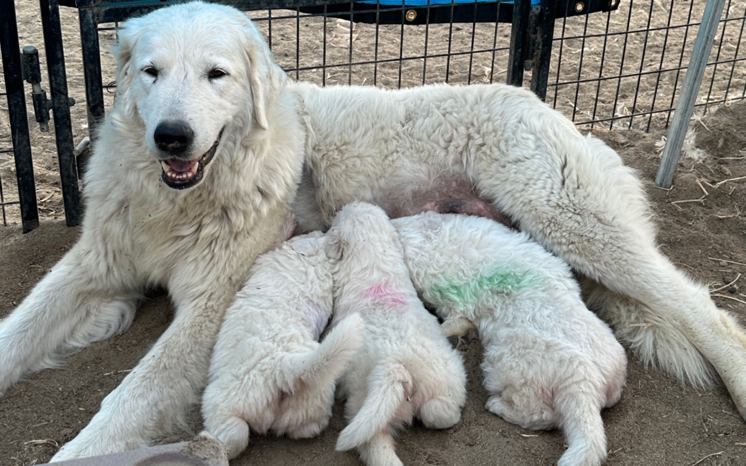 Building Immunity: The Maremma Sheepdog Health Protocols That Protect Your Maremma Sheepdog Investment
