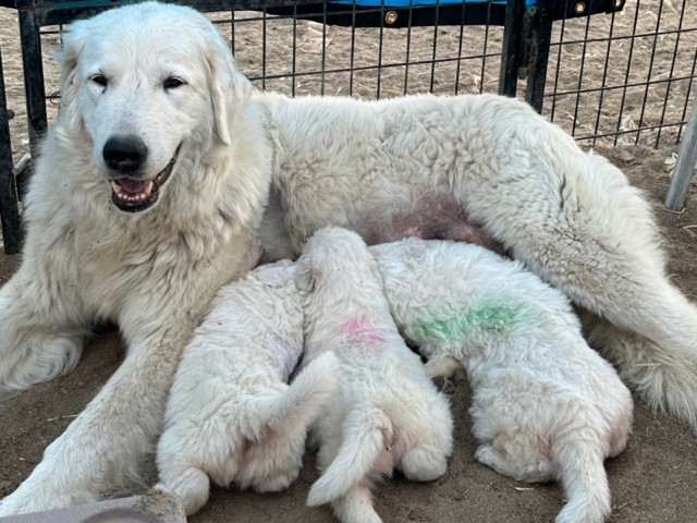 Building Immunity: The Maremma Sheepdog Health Protocols That Protect Your Maremma Sheepdog Investment