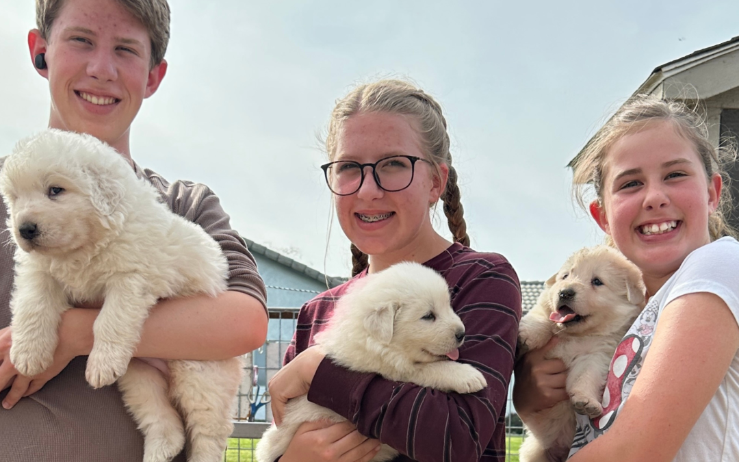 Puppy Socialization for Maremma Sheepdogs: Why Human Interaction Builds Better Working LGDs