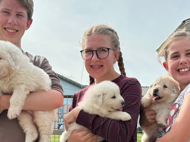 Puppy Socialization for Maremma Sheepdogs: Why Human Interaction Builds Better Working LGDs