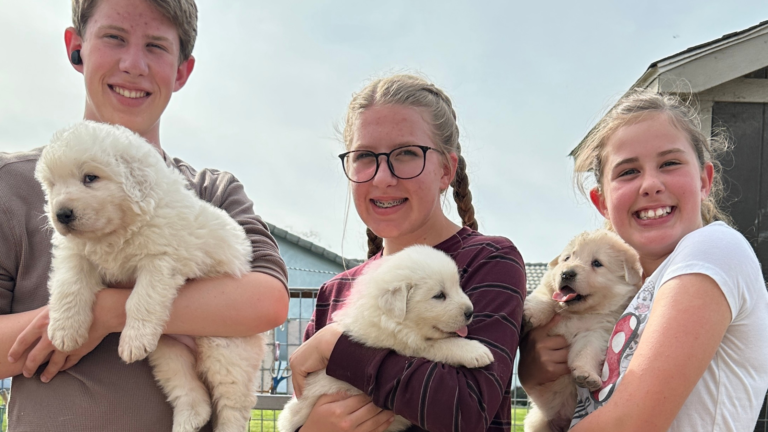 Puppy Socialization for Maremma Sheepdogs: Why Human Interaction Builds Better Working LGDs