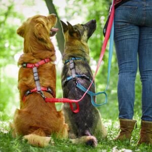 Blue-9 Reflective Balance Harness
