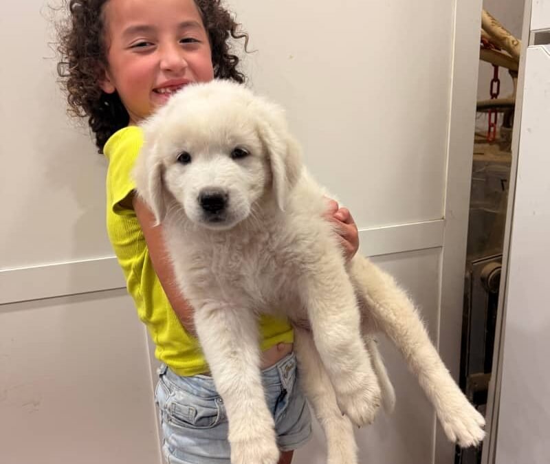 💉Building immunity: What’s protecting your future livestock guardian?