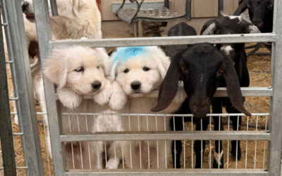 Beyond the Puppy Parlor: What Your Livestock Guardian Needs Next