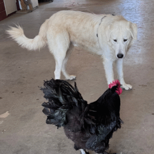 Maremma $4000 Payment