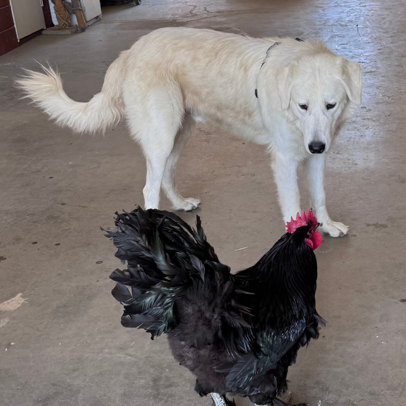 15 15 Special Placement Maremmas