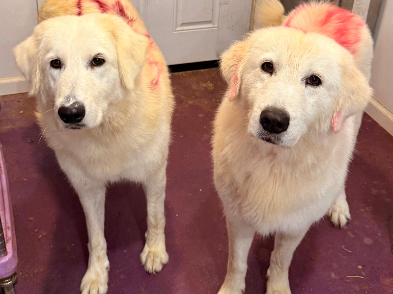 2 2 Your Match: Adult Maremmas