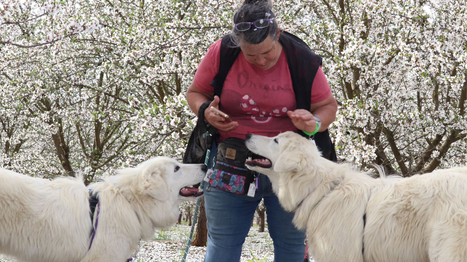 23 1 Maremma Sheepdog Training & Consulting
