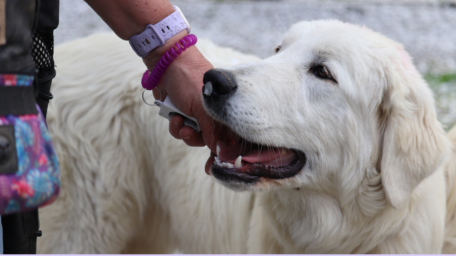 26 How to Successfully Train Your New Maremma Sheepdog