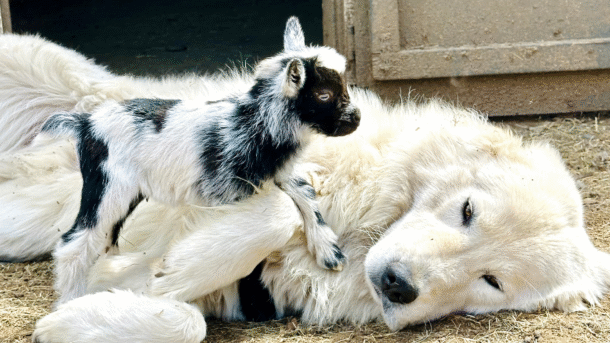 41 LGD Skin Problems: What’s Normal for Livestock Guardian Dogs?