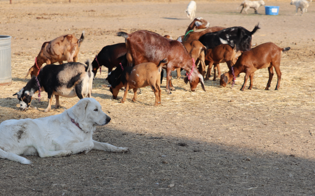 How Can I Keep My Maremma Sheepdog Cool in the Summer Heat?