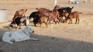 45 How Can I Keep My Maremma Sheepdog Cool in the Summer Heat?