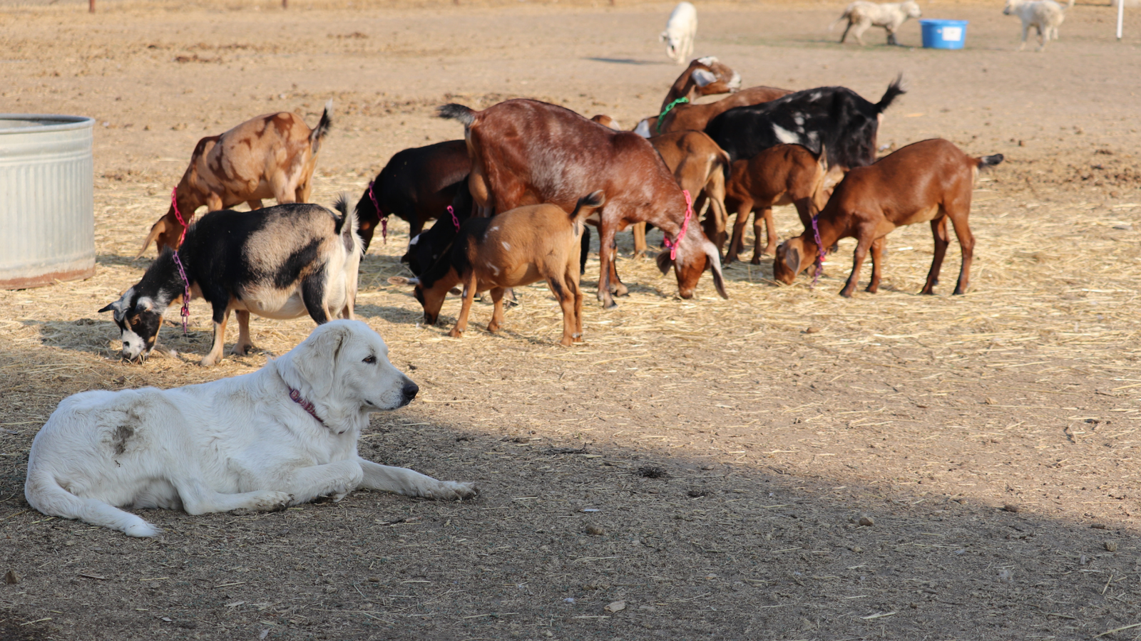 How Can I Keep My Maremma Sheepdog Cool in the Summer Heat?