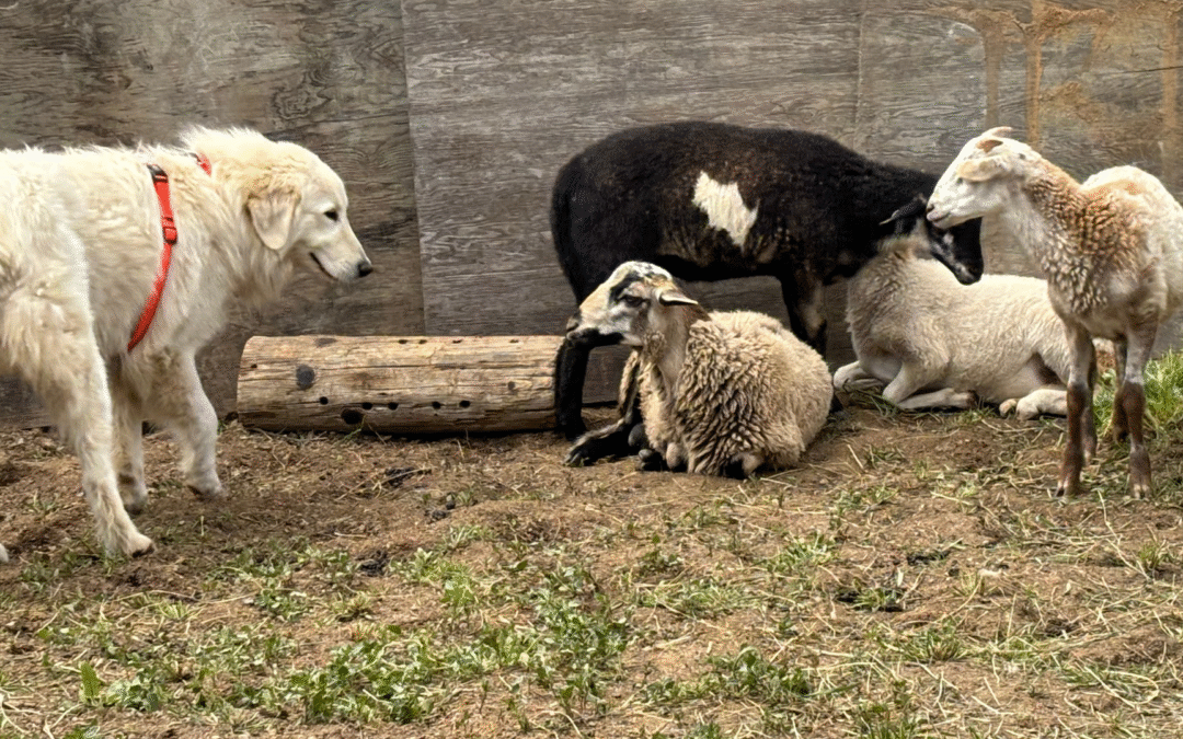 The 3-3-3 Rule: What to Expect When You Bring Home Your New Maremma
