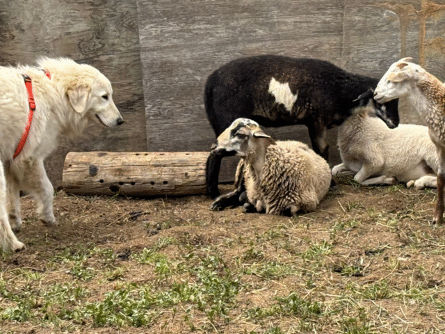 The 3-3-3 Rule: What to Expect When You Bring Home Your New Maremma
