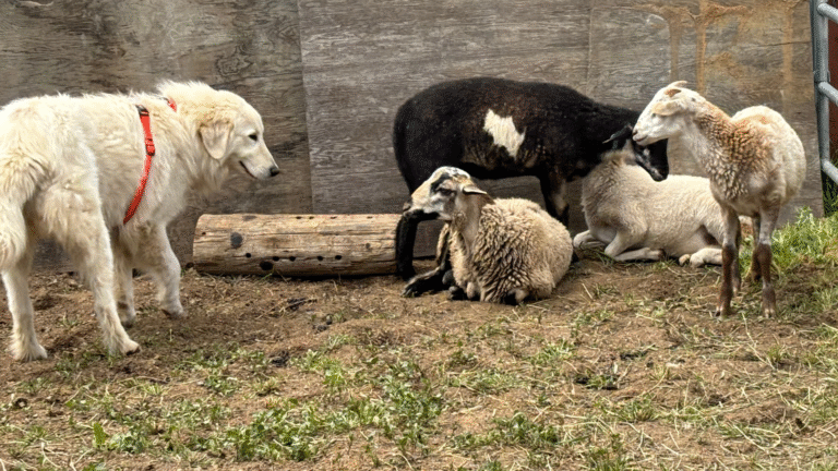 The 3-3-3 Rule: What to Expect When You Bring Home Your New Maremma