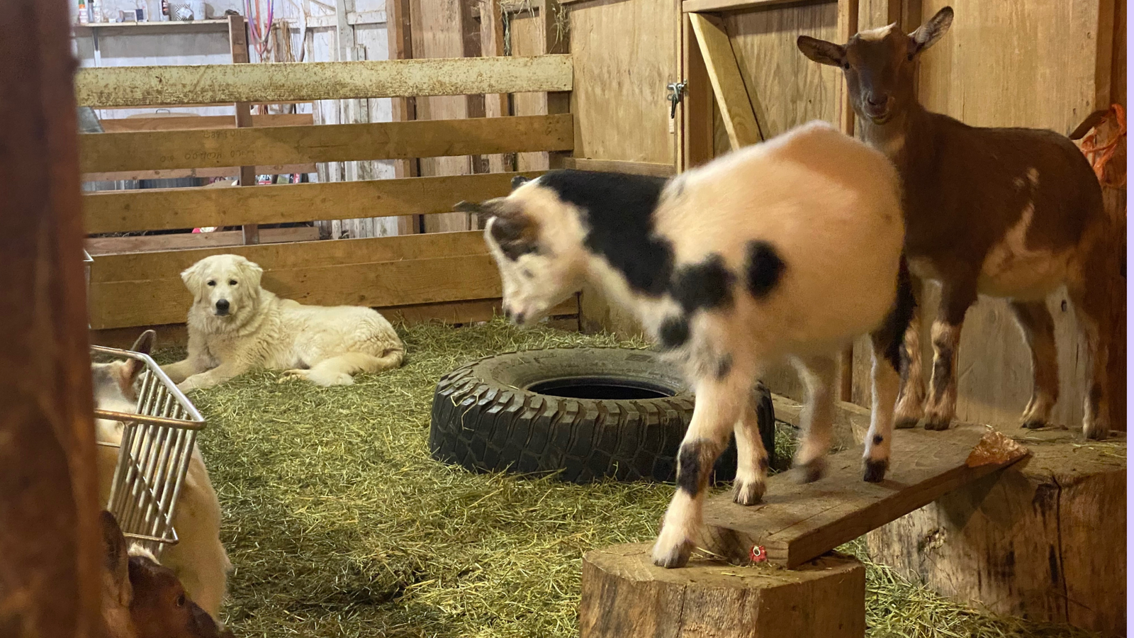 53 Maremma Sheepdog Shelter & Housing — What You Actually Need