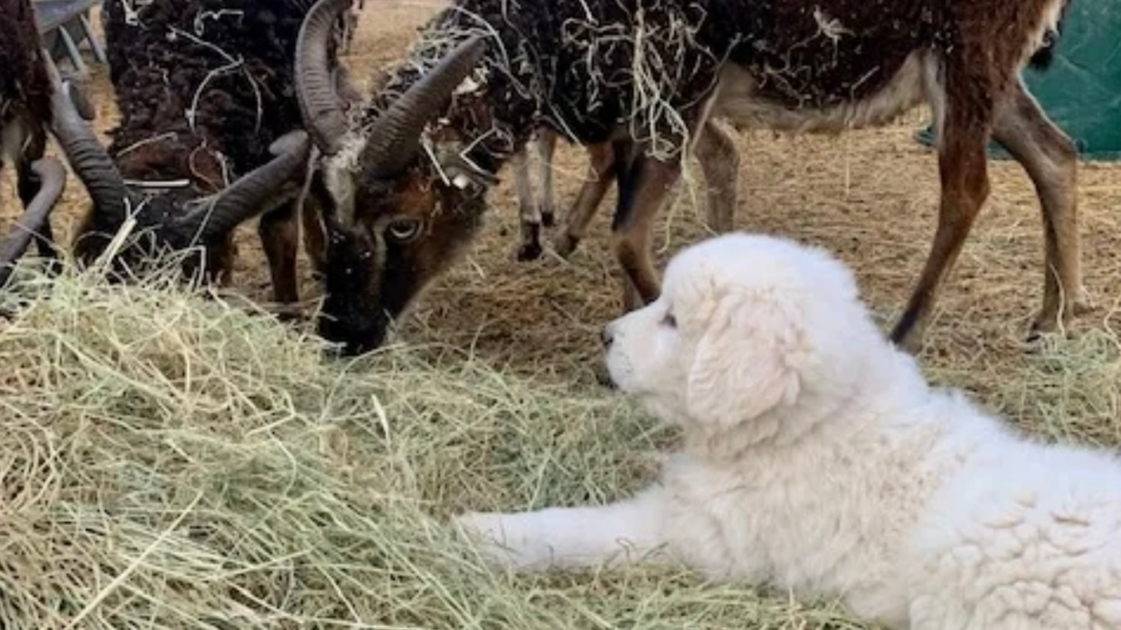 63 Feeding Your Maremma Puppy: Food Recommendations & Transition Guide