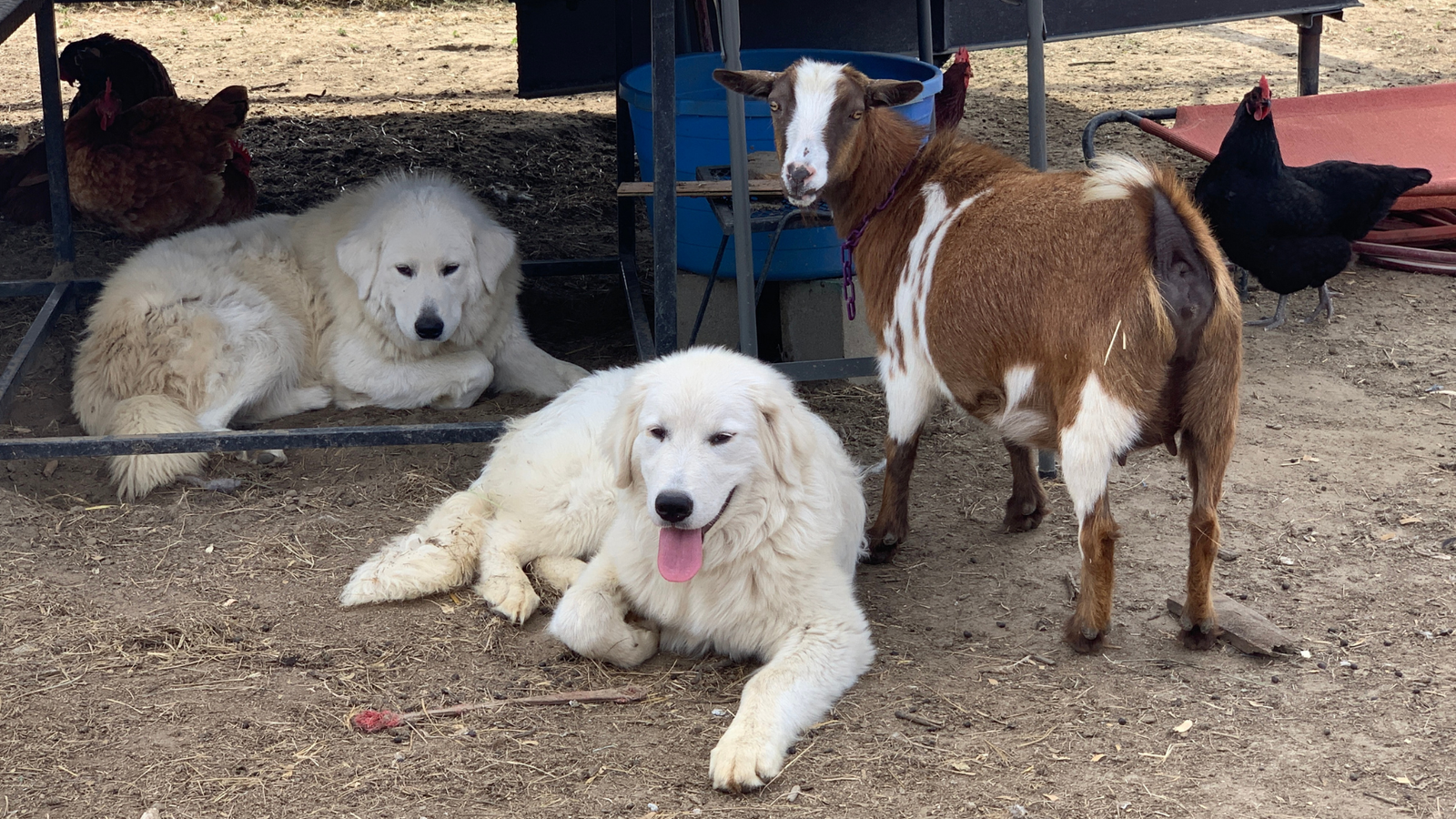 66 The 3-3-3 Rule: What to Expect When You Bring Home Your New Maremma