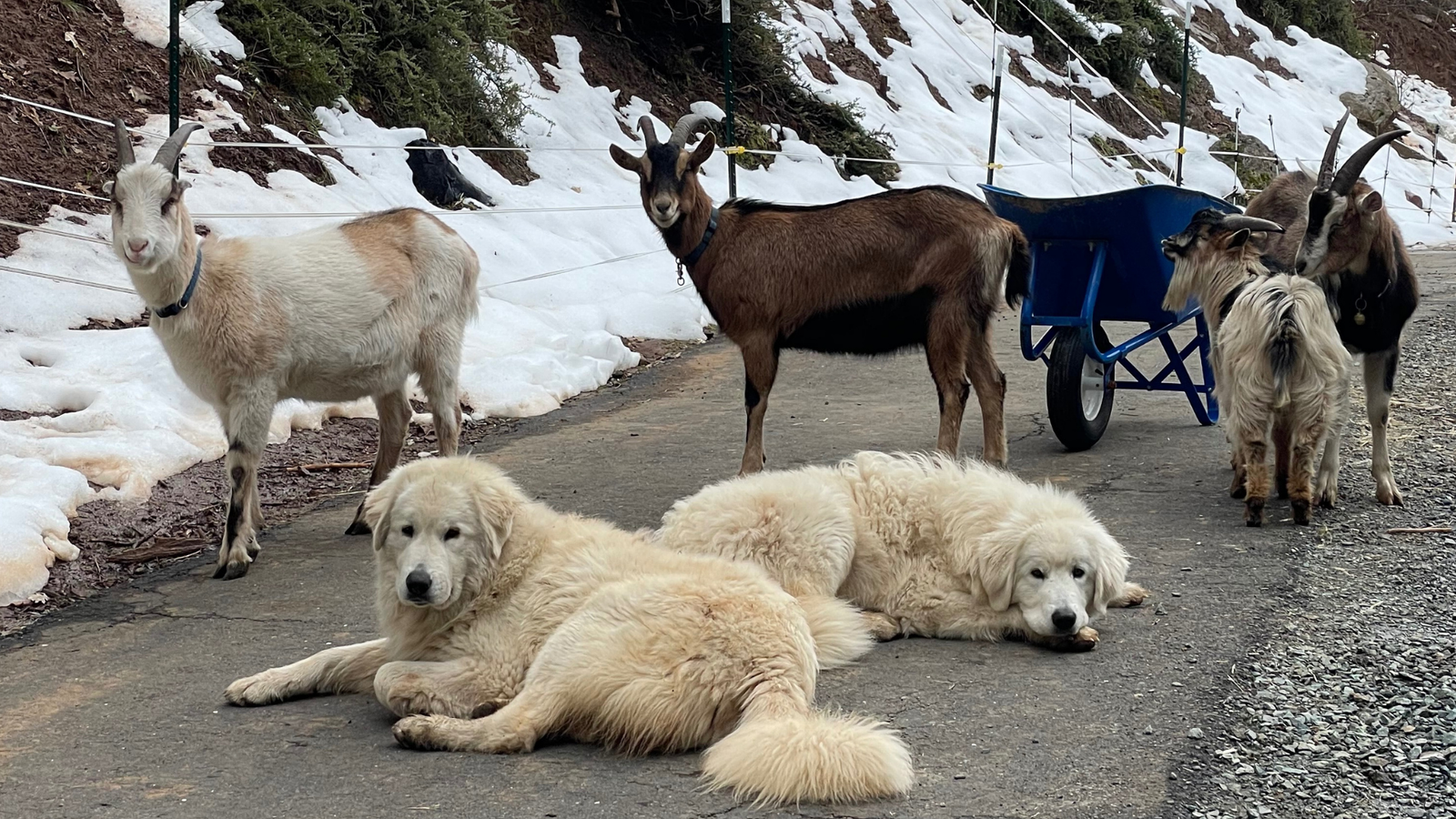 68 Raising Your Maremma Sheepdog — Training & Management Resources