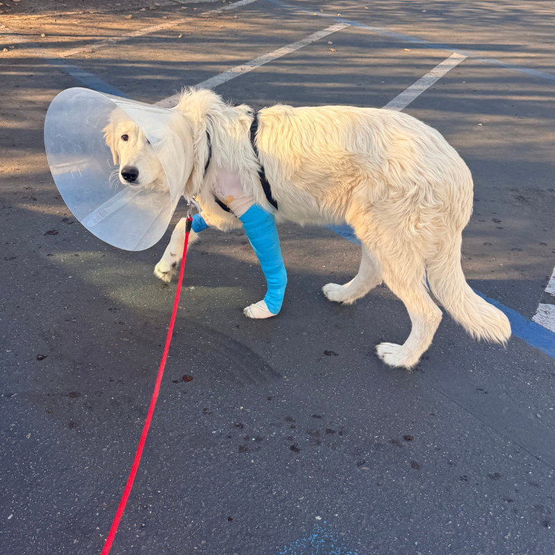 7 Pet Insurance for Your Maremma