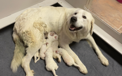Protect Your Valuable Livestock Guardian Dog: Why Insurance Can’t Wait