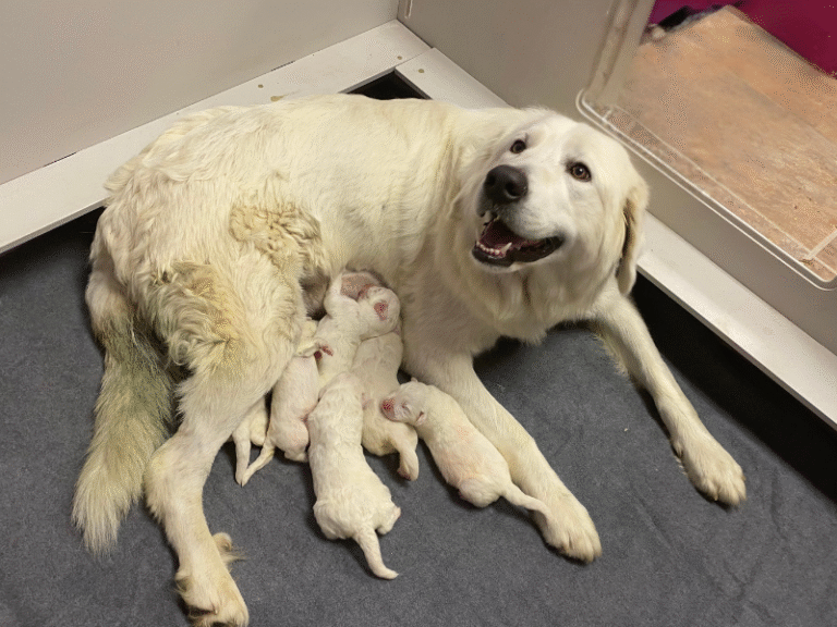 Protect Your Valuable Livestock Guardian Dog: Why Insurance Can’t Wait