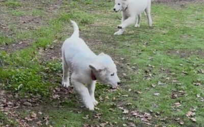 Amy Drove 4 Hours for One Puppy… and Left With Two