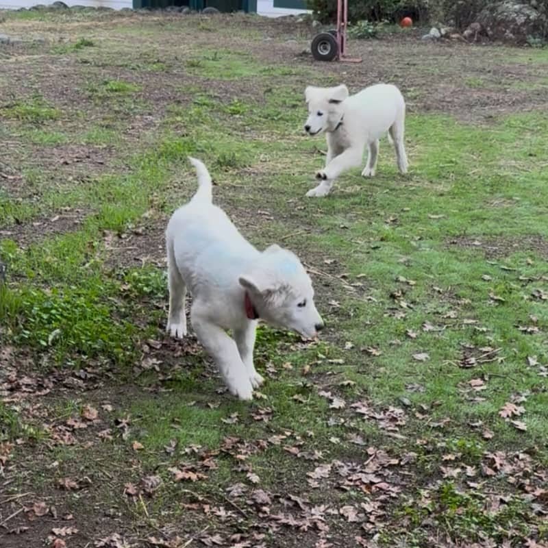 8fccwLKVXQSiqh3hZdDZm5 Maremma Match Quiz Results: Puppies
