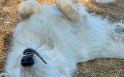 Thankful for Our Maremma Family This Year