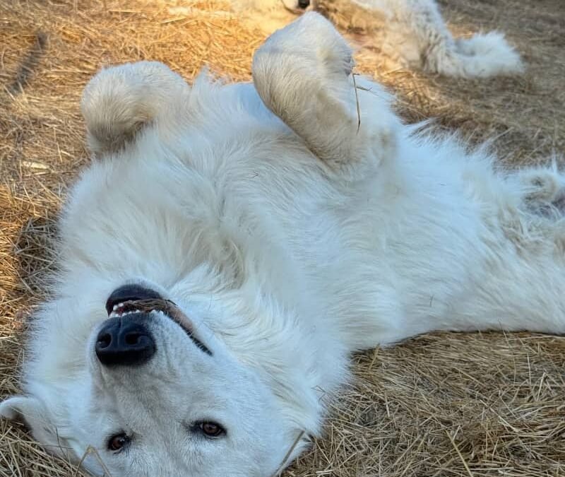 Thankful for Our Maremma Family This Year