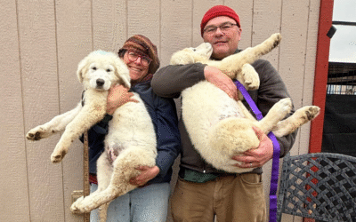 Why You Should Get Two Livestock Guardian Dog Puppies Together: A Maremma Owner’s Story