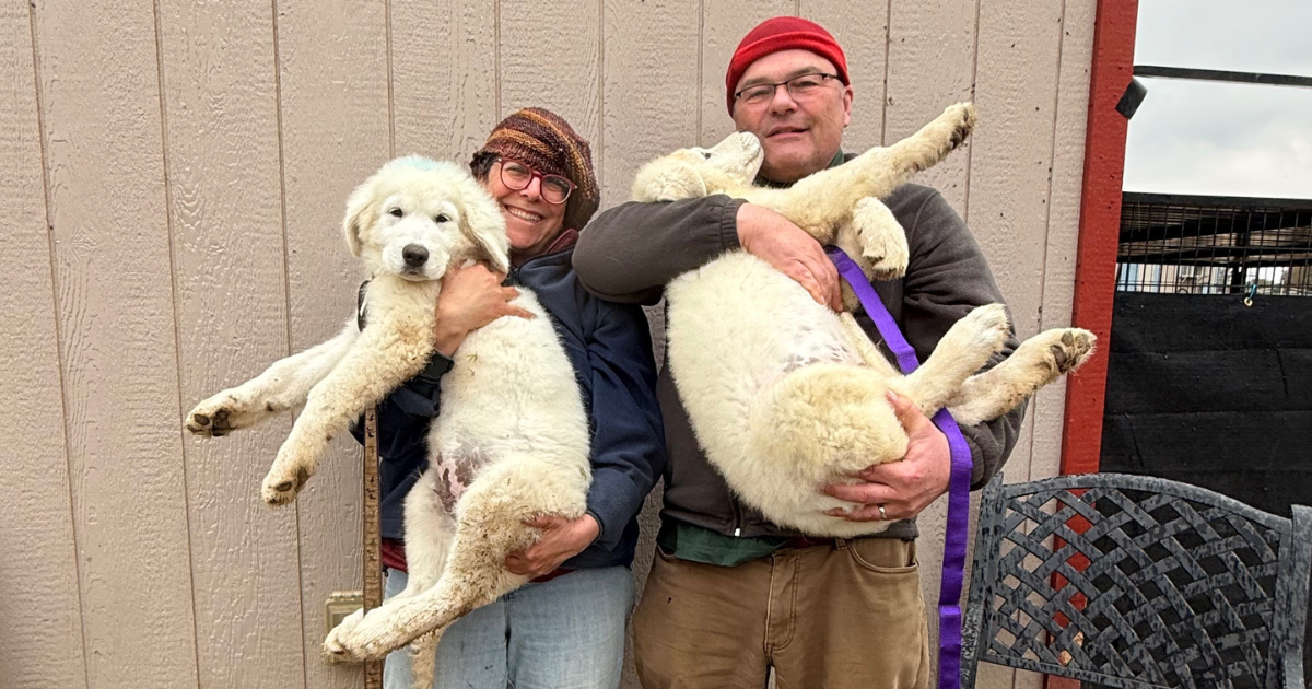 Why You Should Get Two Livestock Guardian Dog Puppies Together: A Maremma Owner’s Story
