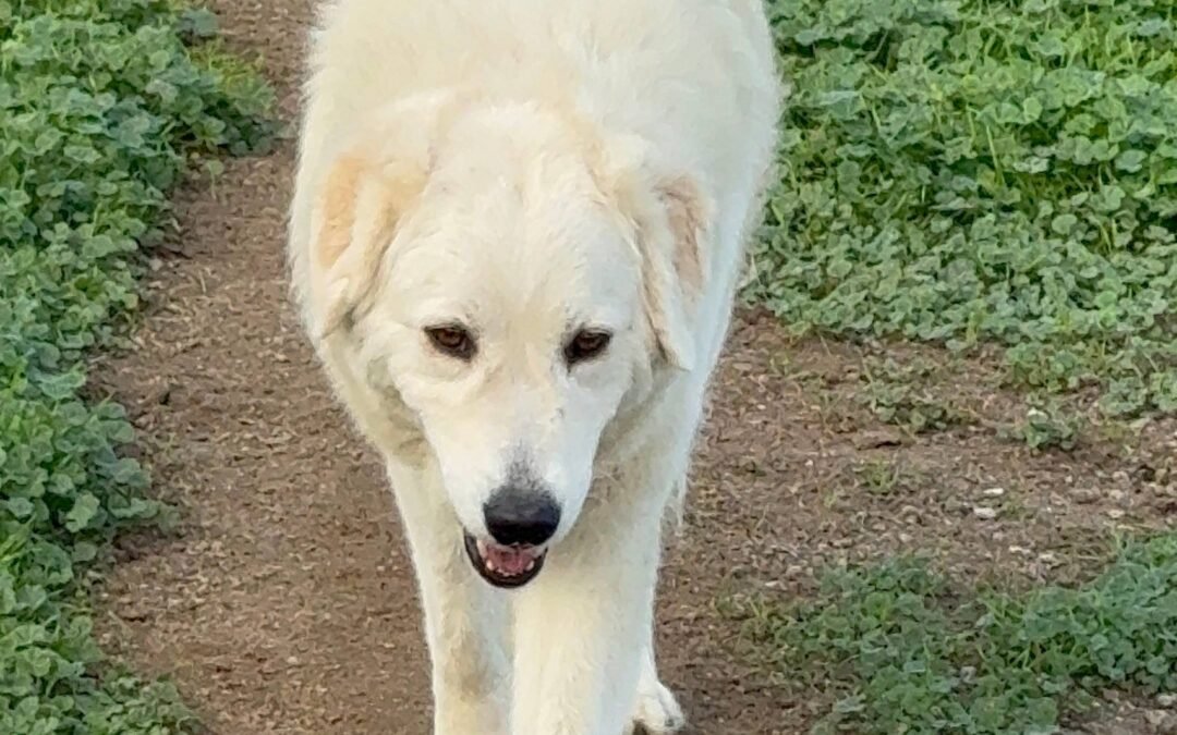 Can I ask you a quick favor? (+ big giveaway inside)