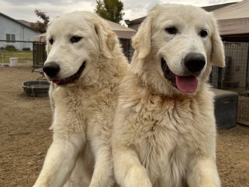 Oops! 🤦🏻‍♀️ Survey is NOW working (plus a little behind-the-scenes honesty)