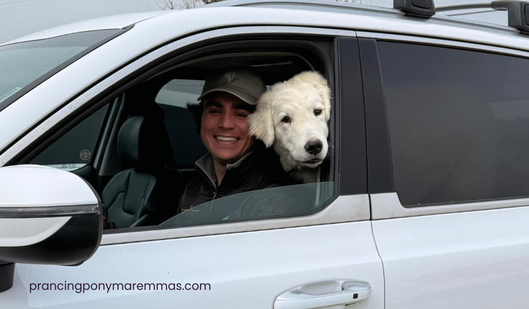 Motion Sickness in Dogs: What LGD Owners Need to Know