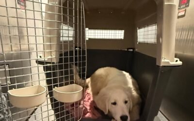 From California to Canada: Why Distance Shouldn’t Stop You From Finding the Perfect Maremma