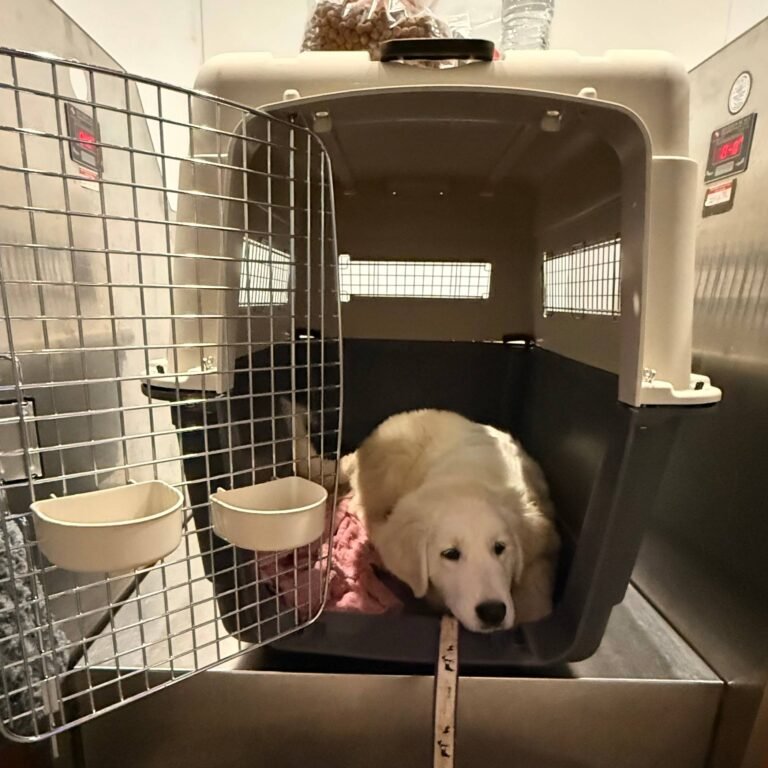 From California to Canada: Why Distance Shouldn’t Stop You From Finding the Perfect Maremma