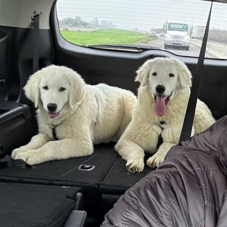Two puppies. One week. Same messy lesson.