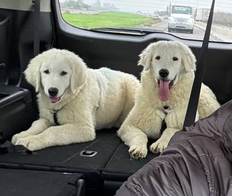 Two puppies. One week. Same messy lesson.