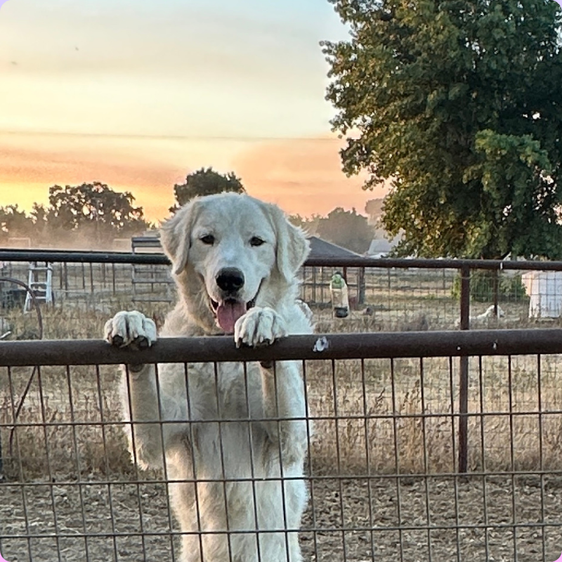 1 6 Julian - Young Adult Neutered Maremma